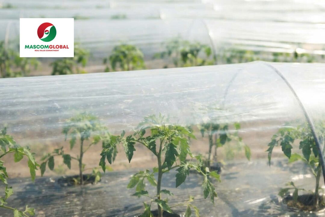 UV Stabilizer Masterbatch for Agricultural Films