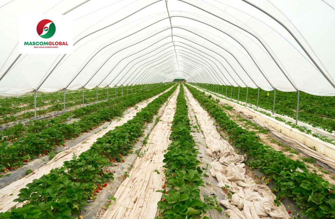 Key Benefits of Anti-fog Additive